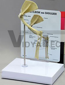 Feline Elbow Shoulder Anatomy Model